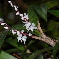 Pinalia bicolor (Lindl.) Kuntze